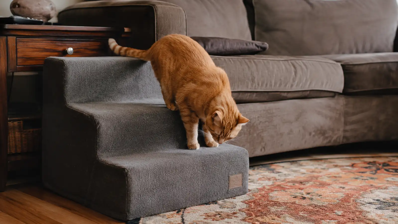 Orange tabby cat sitting on the middle step of the dog stairs, sniffing curiously