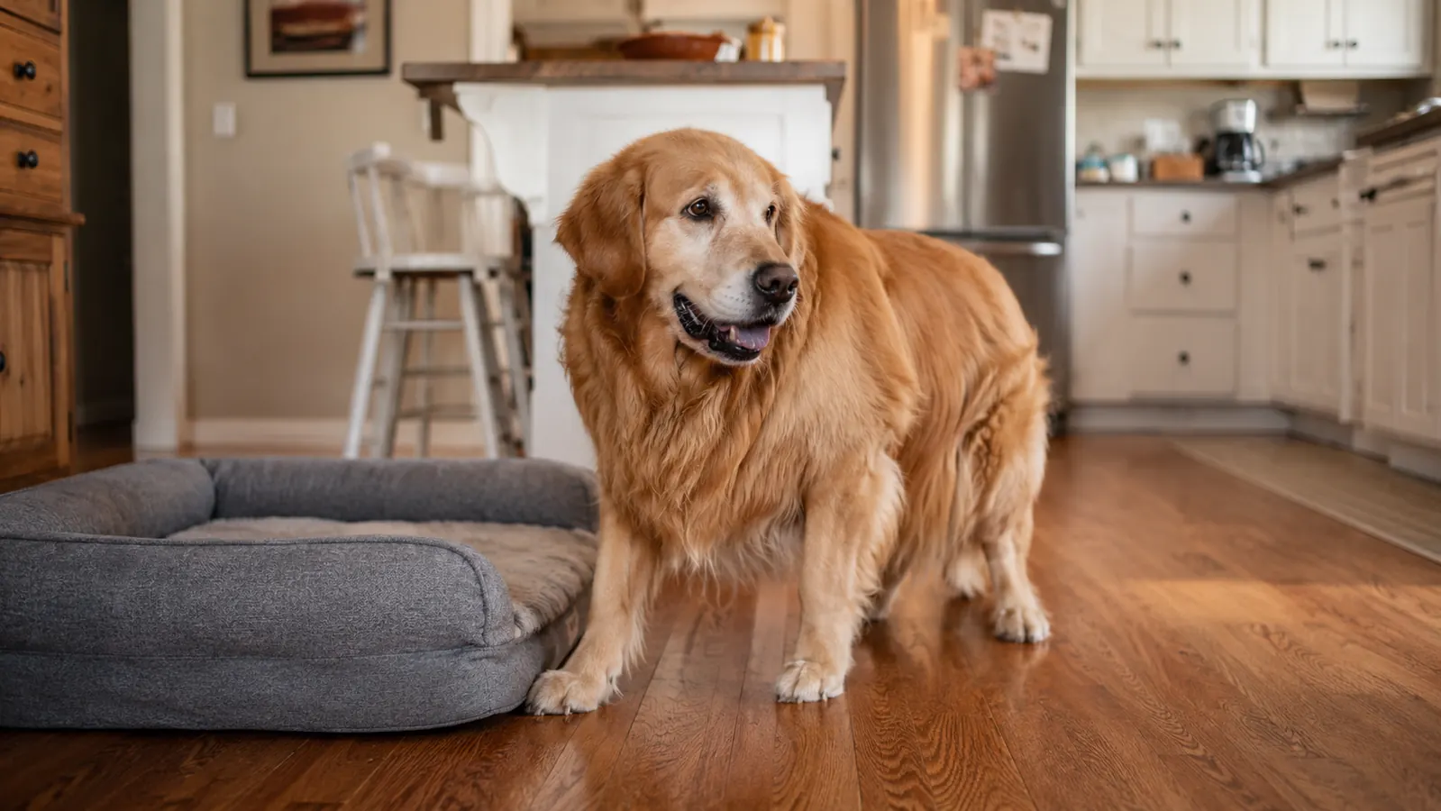 A Golden Retriever standing up easily beside a grey orthopedic dog bed instead of a thin flat mat on a hardwood floor